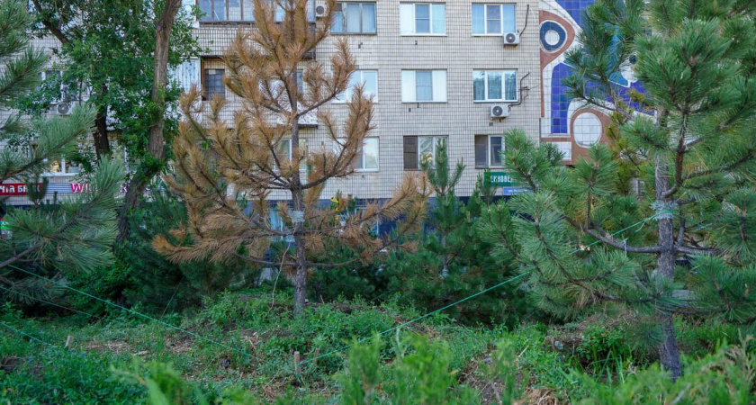 В Волгограде массово гибнут сосны, высаженные к приезду Путина и Лукашенко