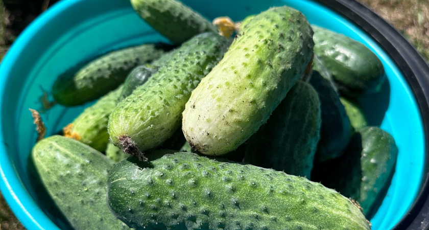 Заливаю марганцовый раствор в старые капроновые чулки: 7 кустов огурцов плодоносят без химии до самых заморозков