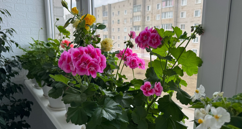 Немедленно уберите этот комнатный цветок из дома: притягивает несчастья и беды вопреки всем приметам
