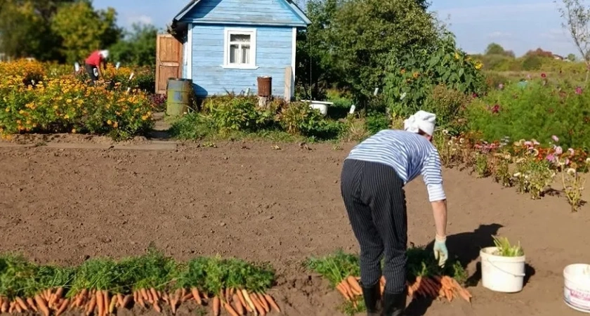 Проволочник в июле: быстрые методы защиты картофеля и моркови от вредителя - работают на 100%