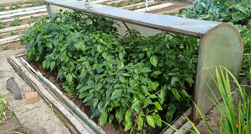 Кладу под каждый куст перца и огурцов старые колготки. Муж смеётся, зато урожаю завидует вся деревня