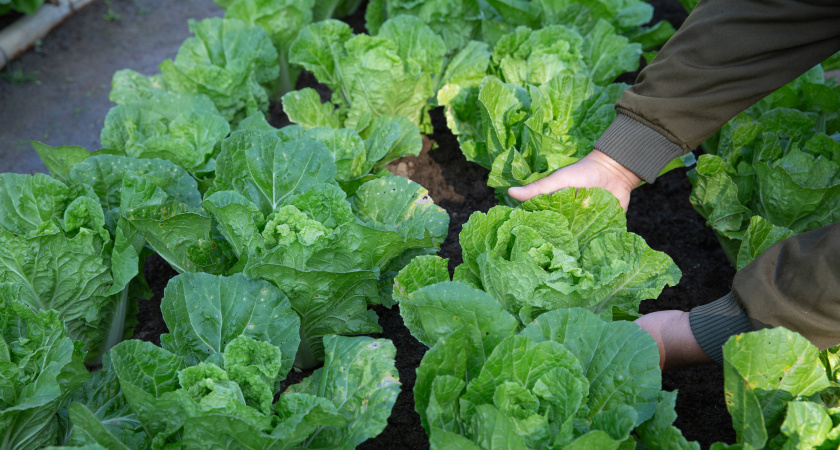 100 г на 10 л воды — и капуста прет как на дрожжах: ни слизней, ни белянки — кочаны вымахали крепкими, размером с арбуз