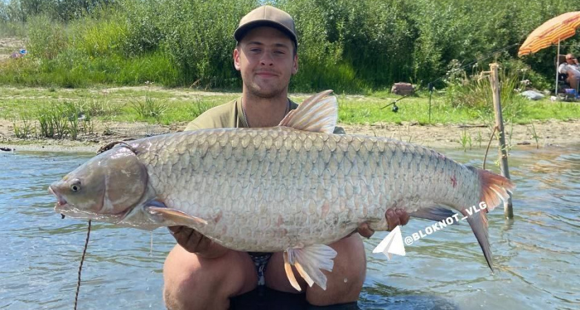 Волгоградец выловил 16-килограммового амура и побил свой рекорд: как он это сделал