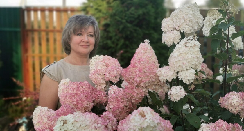 3 манипуляции — и гортензия цветет как не в себя: шапки видны за 2 км, аромат стоит до осени