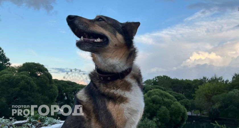 В Волгограде ужесточают правила выгула питомцев, а горожане требуют построить площадки 