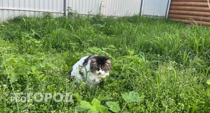 «Они умирали в муках на моих глазах»: шокирующая волна отравлений домашних животных