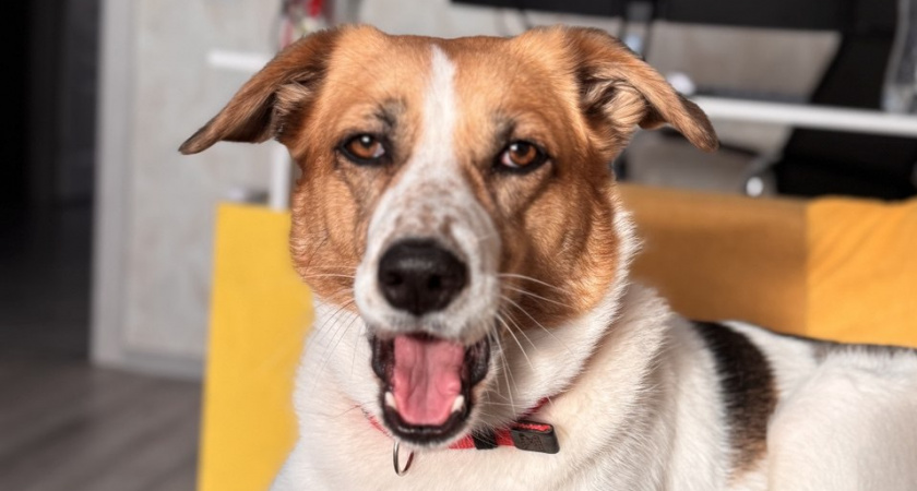 Не грызут мебель и не воняют псиной: 3 самые аккуратные породы собак - идеальны для квартиры