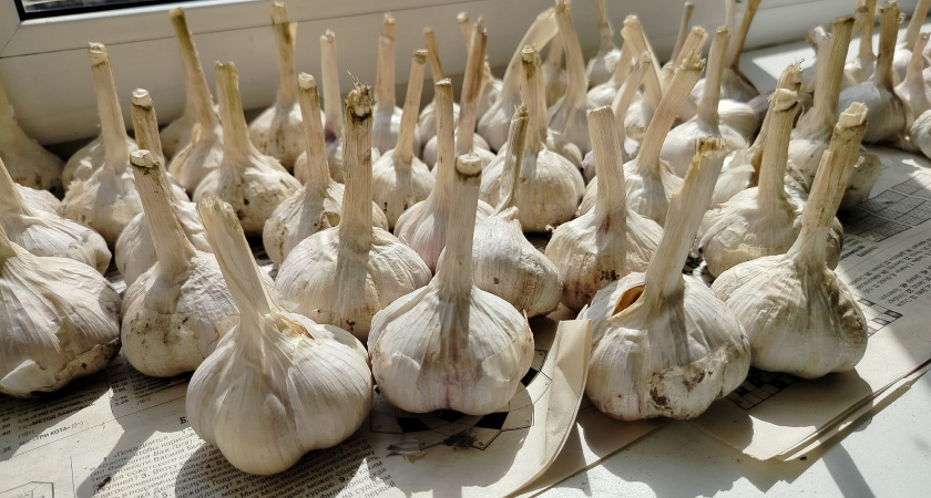 Чеснок сажаю по-эстонски: проще, чем раньше, а головки богатырские — идеально зимуют