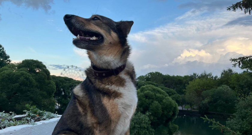 Ученые назвали животное, которые умнее собак: вот кто умнее наших питомцев