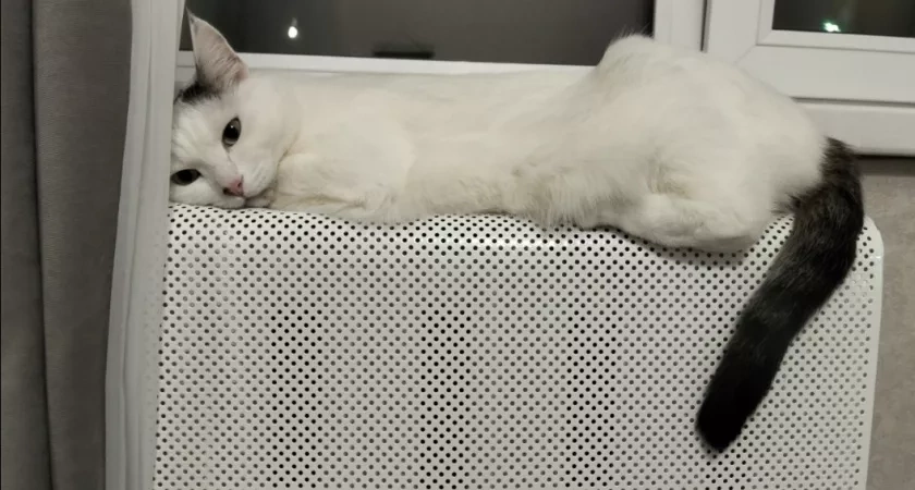 Газ больше не в почете - вот чем отапливают дом ушлые хозяева: 3 шикарных варианта