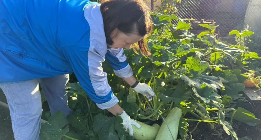 5 овощей, которые я высаживаю под зиму уже 15 лет - собираю самый ранний урожай на зависть всем соседям