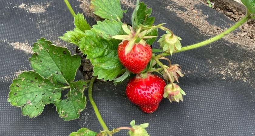 Теперь с грядки собираю по 10 кг клубники — помог метод для поздней осени, которому учили фермеров ещё в СССР