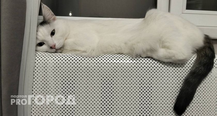 В Волгоградской области суд обязал кошатницу убраться дома из-за жалоб соседей