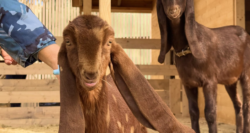 В ЦПКиО Волгограда появились козочки камори и лама