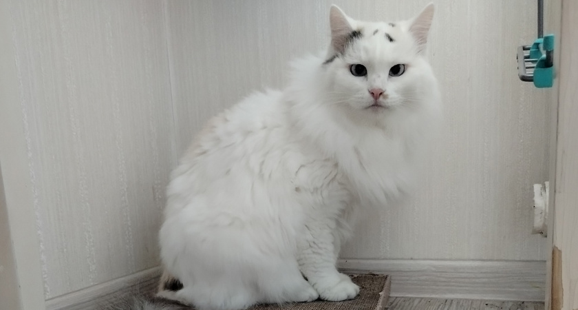 Не 1 и даже не 3 раза: сколько раз в день нужно кормить кошку - запомните на всю жизнь