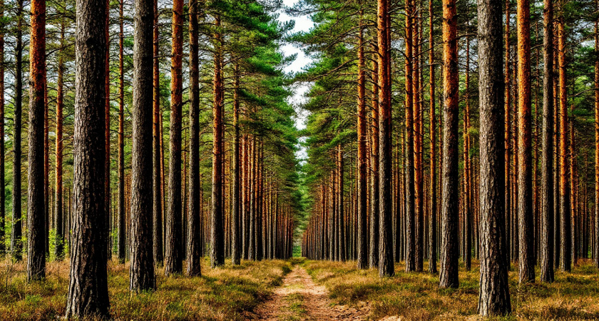 Печальная статистика поисковиков: в Волгоградской области за месяц нашли погибшими двух пропавших без вести