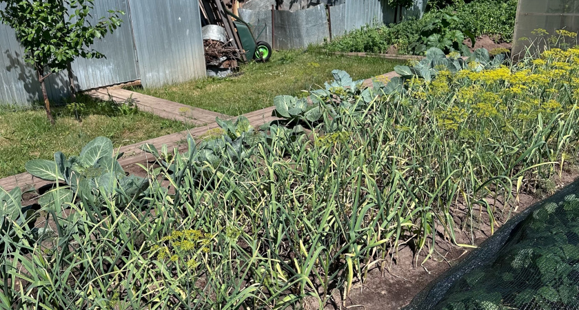 Всего 24 часа и готово: быстрый способ получить идеальный компост прямо в ноябре — урожая будет в 10 раз больше