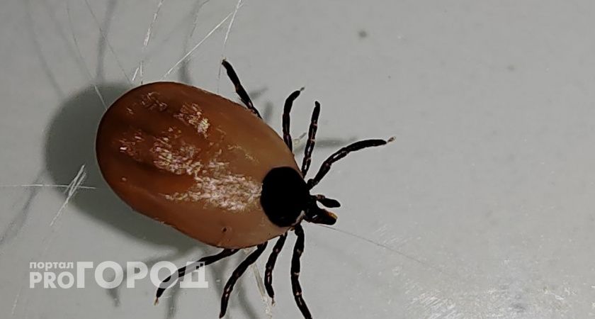 Болезнь Лайма и лихорадка: какие инфекции переносят клещи в Волгоградской области