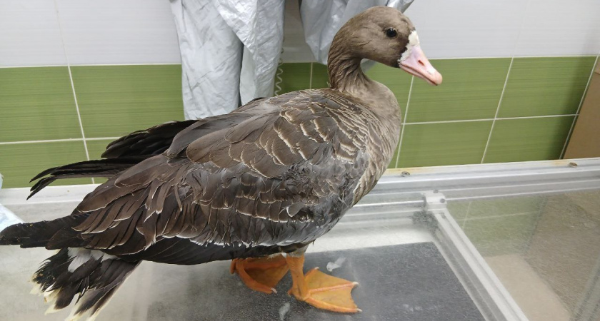 Белолобый гусь с переломом крыла спасен в Волгограде: птица не смогла улететь в теплые края