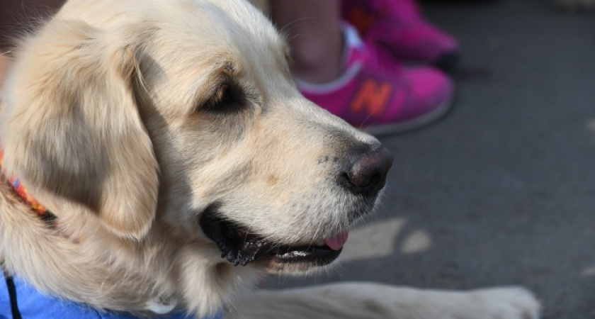 Лабрадор Чизар стал проводником для незрячего волгоградского ветерана