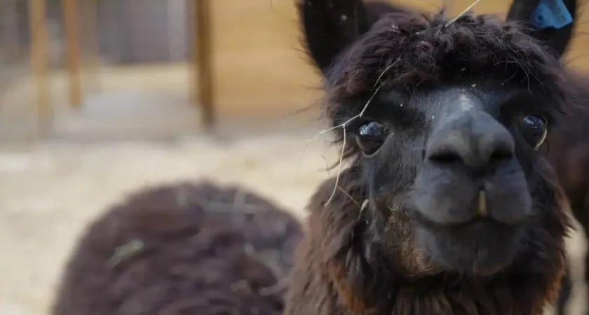Парк с альпаками в волгоградском ЦПКиО откроется в начале декабря