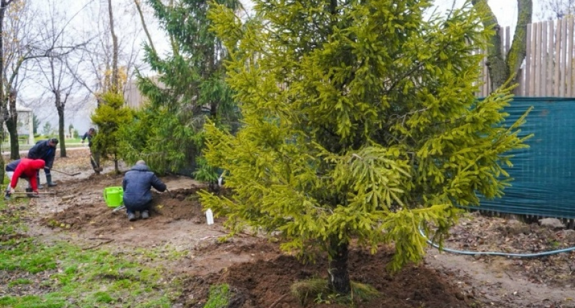 ЦПКиО Волгограда к Новому году украсят хвойными деревьями