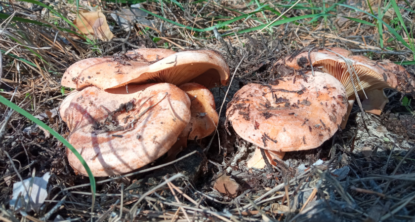 Гриб-гигант принес волгоградке победу в чемпионате