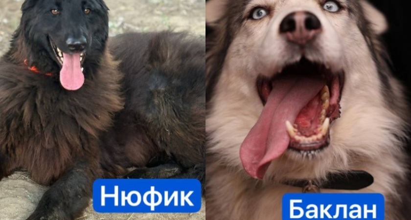 Собаки Нюфик и Баклан готовятся к переезду из волгоградского приюта за границу