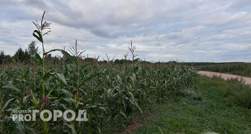 Партии зерна из Волгоградской области признаны безопасными для поставок в Иран