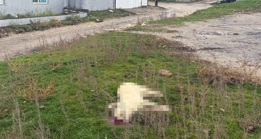 Собаку застрелили на глазах у детей в Волгоградской области : волонтёры требуют наказать виновного