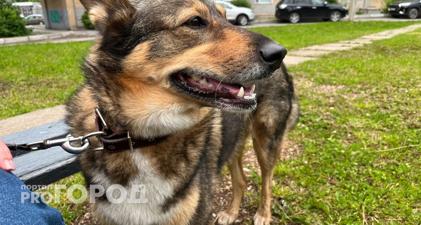 79-летняя волжанка осуждена за нападение её лайки на ребенка