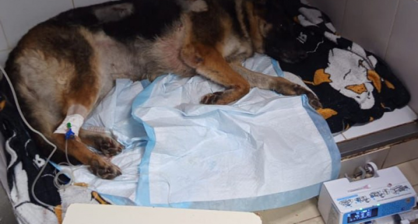 Волгоградские зоозащитники ищут садиста, исколовшего ножом немецкую овчарку