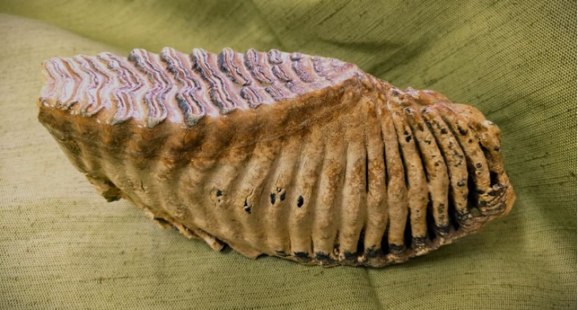 Рыбак из Волгограда выловил зуб мамонта, которому 100 тысяч лет