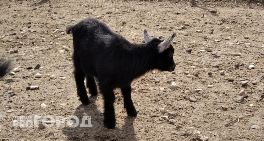 4 тысячи тонн волгоградских кормов для животных отправлены в регионы России