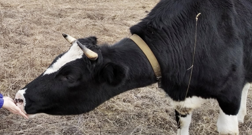 Жительница Волгоградской области продала корову и заявила о ее краже