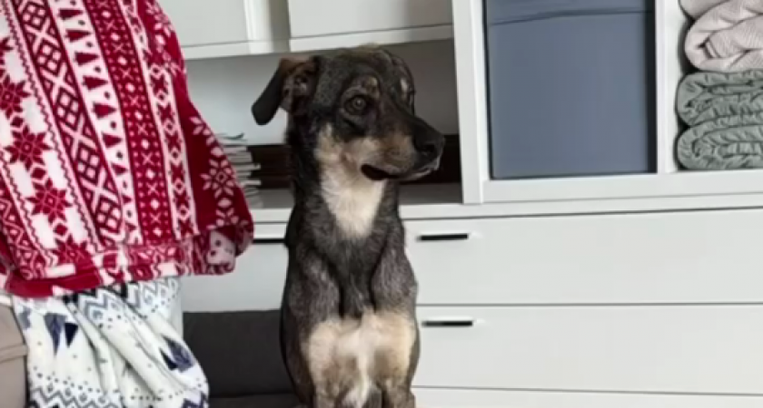 От волгоградского приюта до дома в Германии: как обычный пёс Мартин нашёл свою семью за тысячи километров