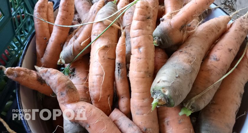 380 тонн волгоградских овощей увезли в Казахстан