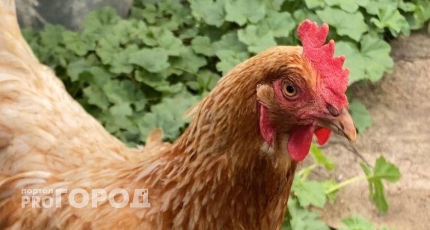 Суд отказался отменять штраф 400 тысячи рублей для птицефабрики «Восток» после пожара