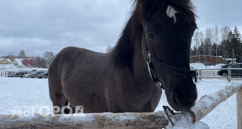 В Волжском неизвестный влил кислоту в рот лошадям в детском конном клубе