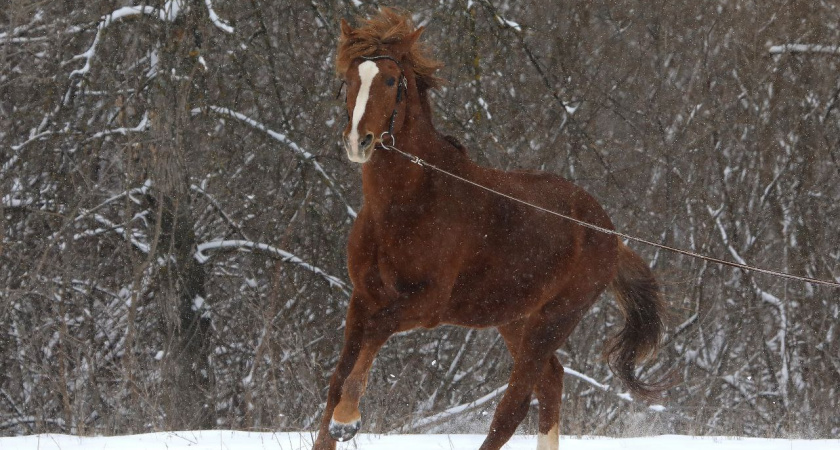 Жестокий рейд на конюшне: в Волжском на лошадей снова напали, пять животных в тяжёлом состоянии