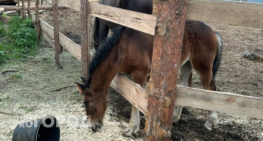 В конном клубе Волжского рассказали, как чувствуют себя отравленные лошади
