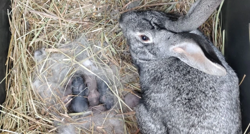 В волгоградском парке «Альпаково» впервые родились крольчата