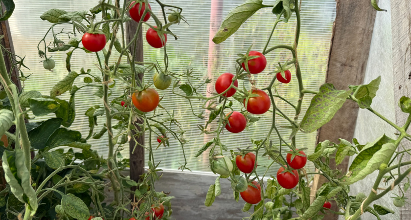 Эти сорта томатов - просто чудо селекции! 8 моих любимчиков - вкус как у астраханских помидоров из детства