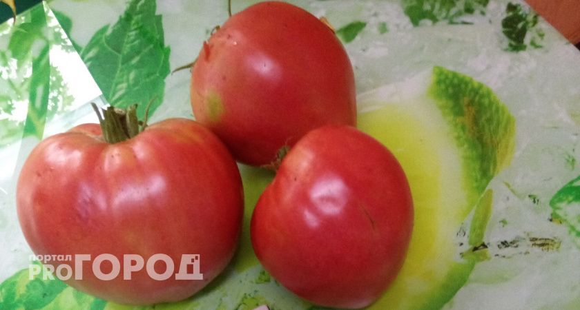 В волгоградских томатах нашли два опасных для растений вируса