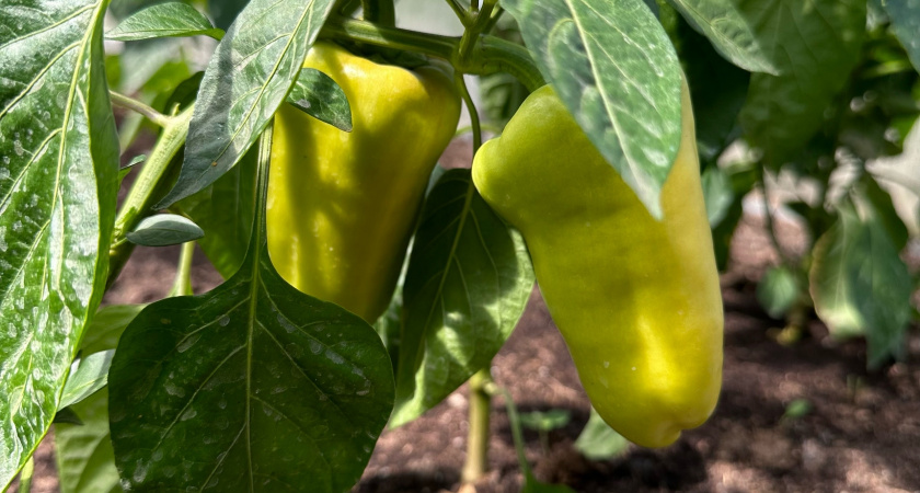 Эти 7 сортов перца покорили меня! Сочные, вкусные и урожайные - мощные и не болеют