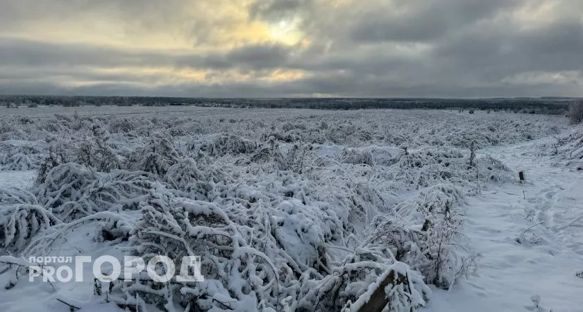 Крупную партию семян списали на поля в Новониколаевском районе с нарушениями