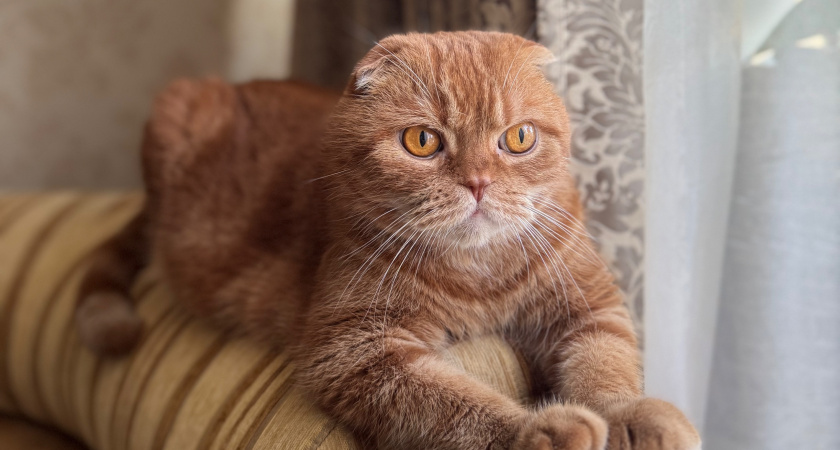 Почему кошка спит с человеком: 3 основные причины и важные моменты, о которых нужно помнить