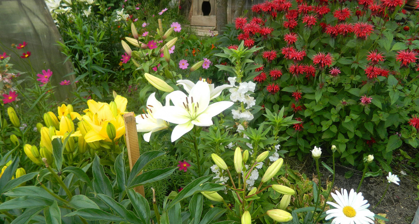 Сад мечты на бедной почве: 19 самых живучих декоративных кустарников для вашего участка