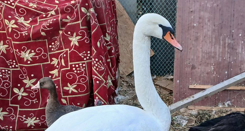 Спасенного в Береславке лебедя назвали Славкой