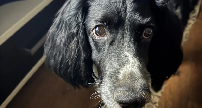 Как в Волгограде отлавливают безнадзорных собак и куда обращаться жителям